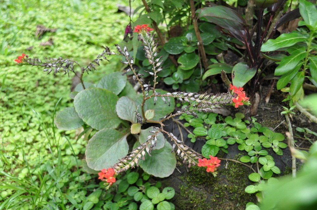 칼랑코에 꽃피우기 4