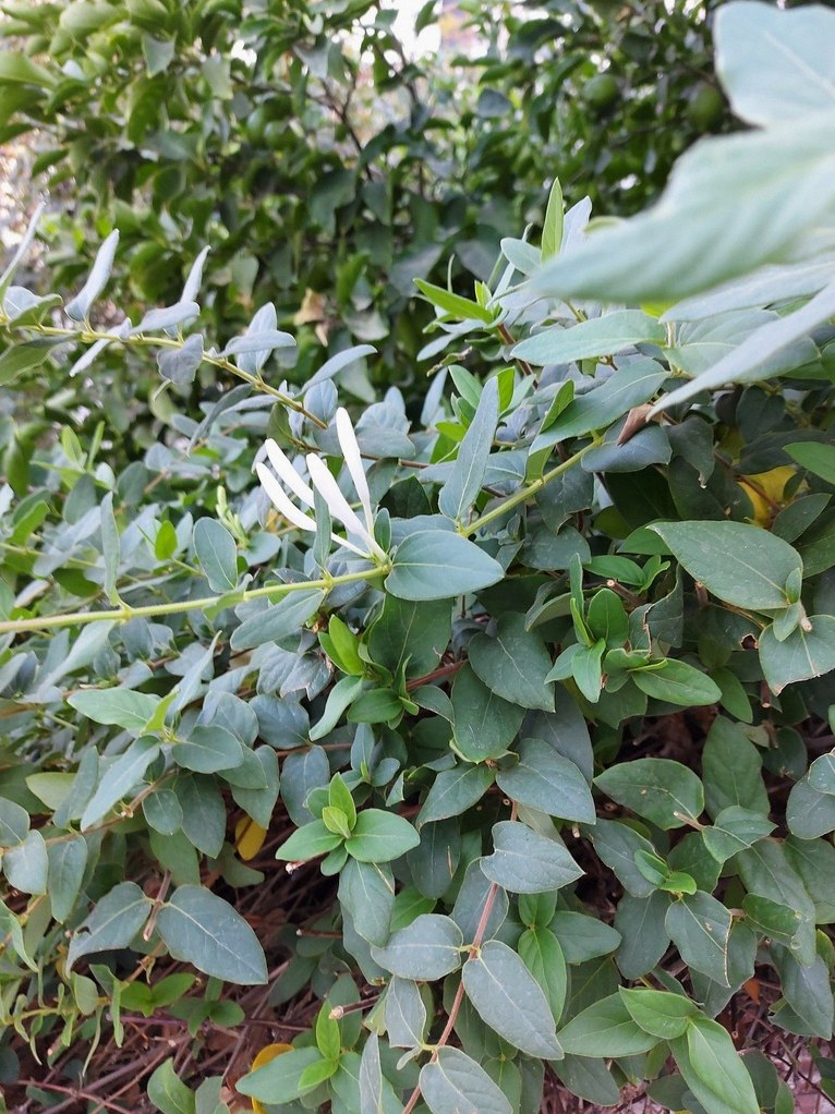 인동초 키우기 4