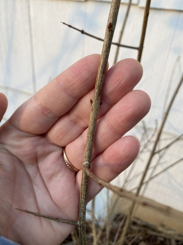 석류나무 삽목 5