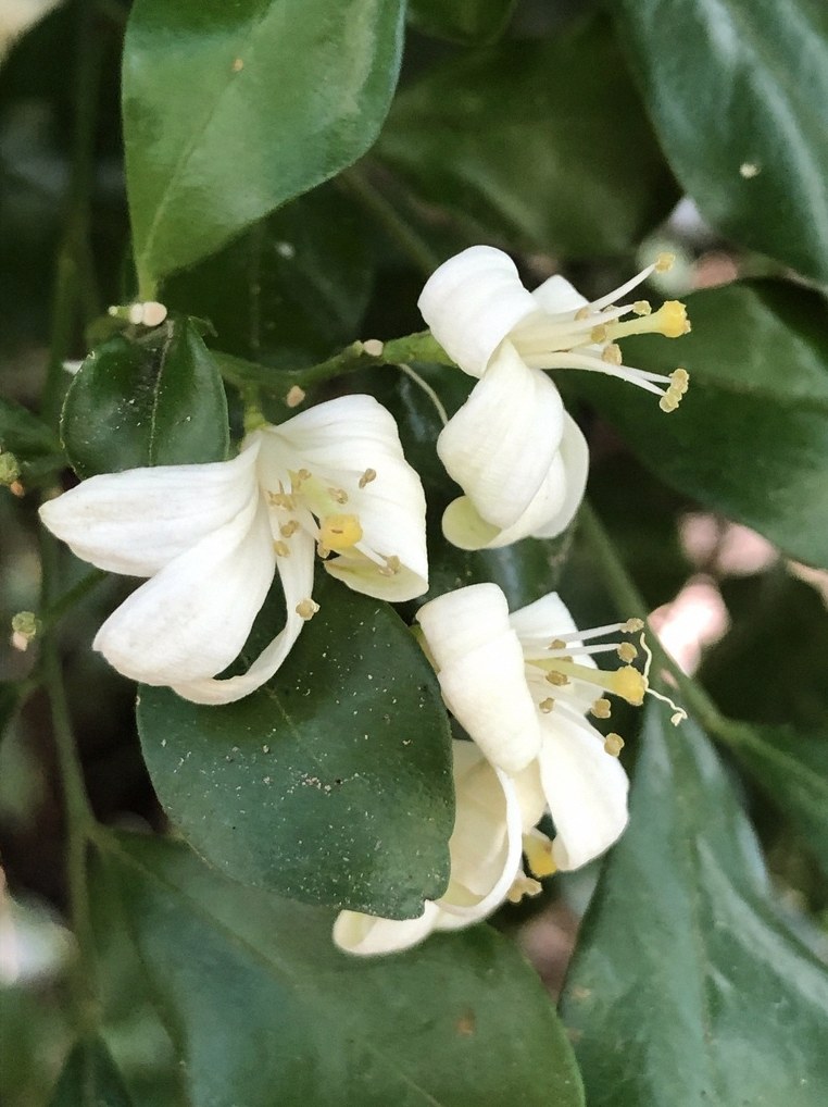 오렌지자스민 난이도 1