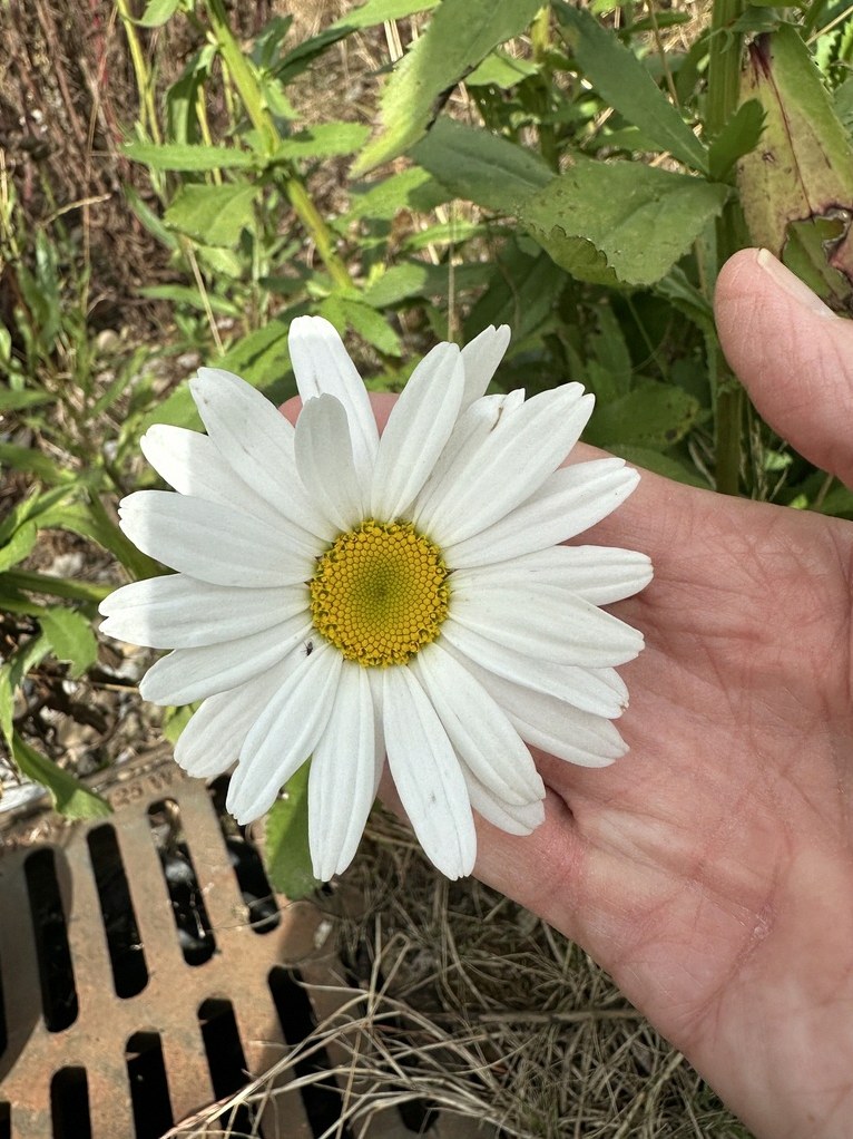다이소 샤스타데이지 씨앗 꽃말 1