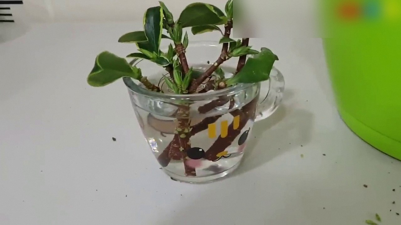 천리향 물꽂이 1