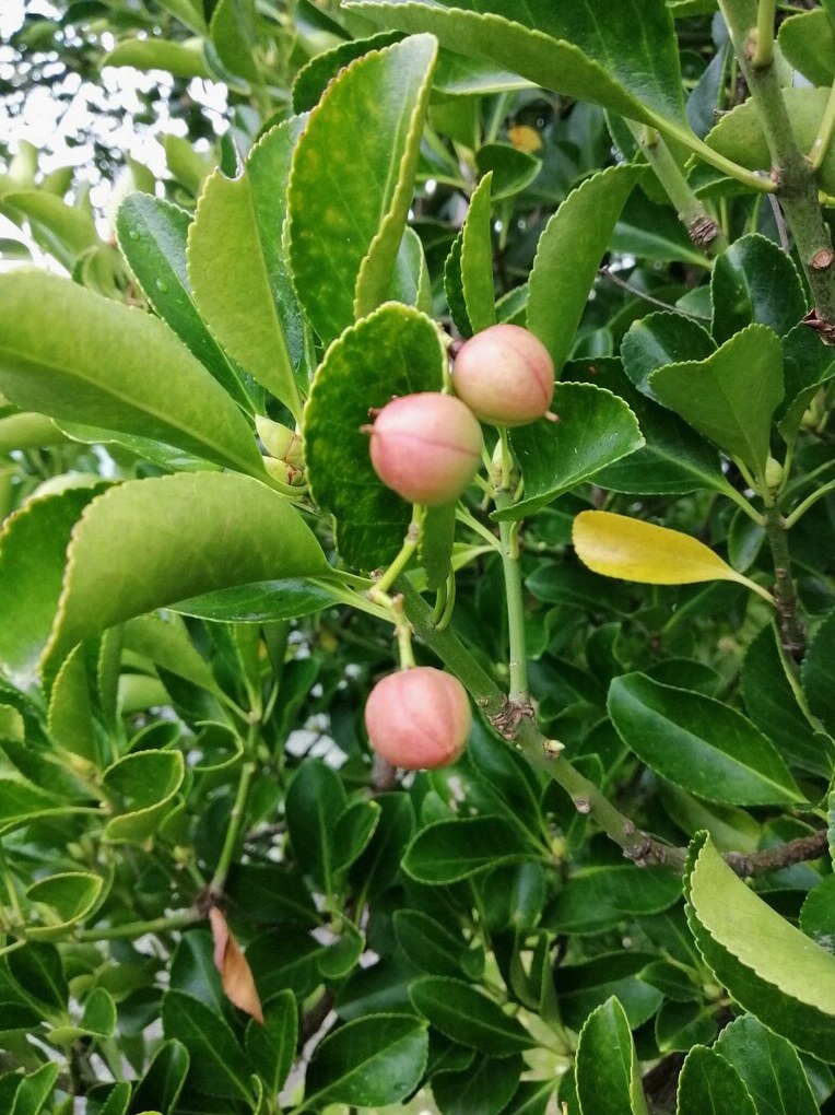 사철나무 잎 마름 3