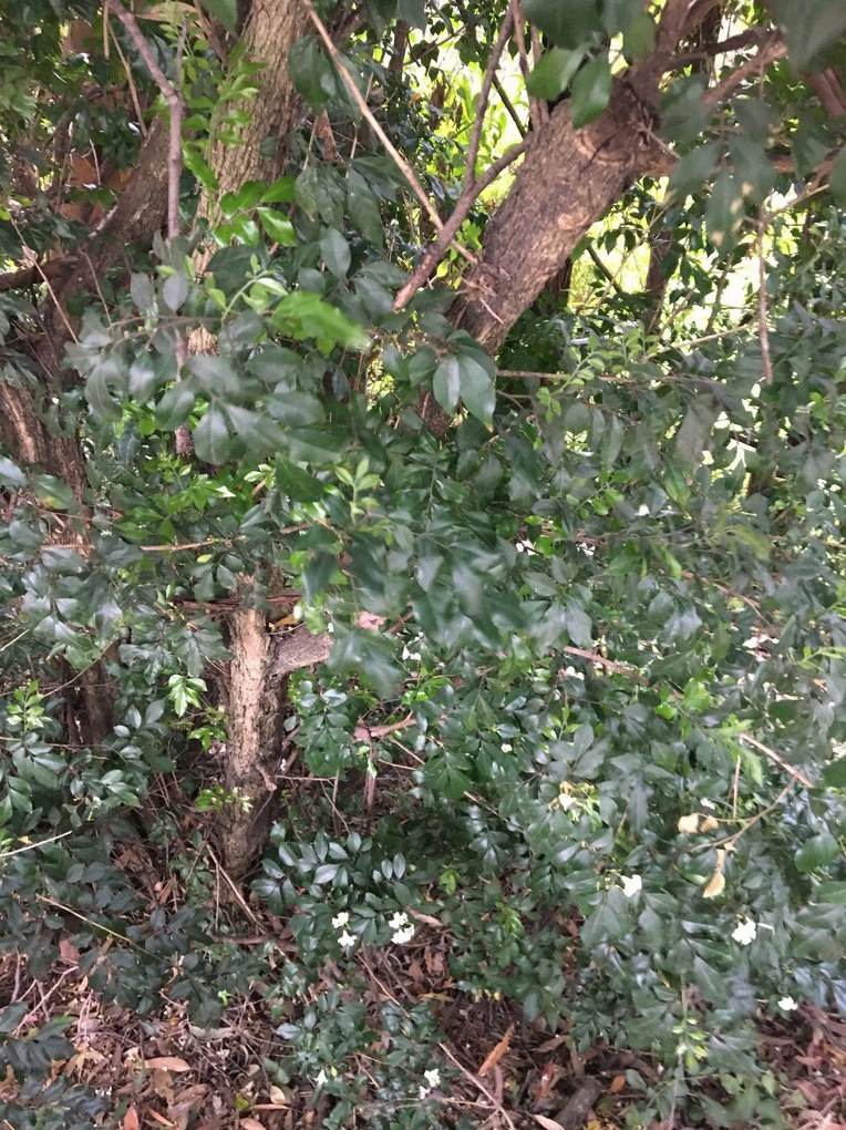오렌지자스민 난이도 2