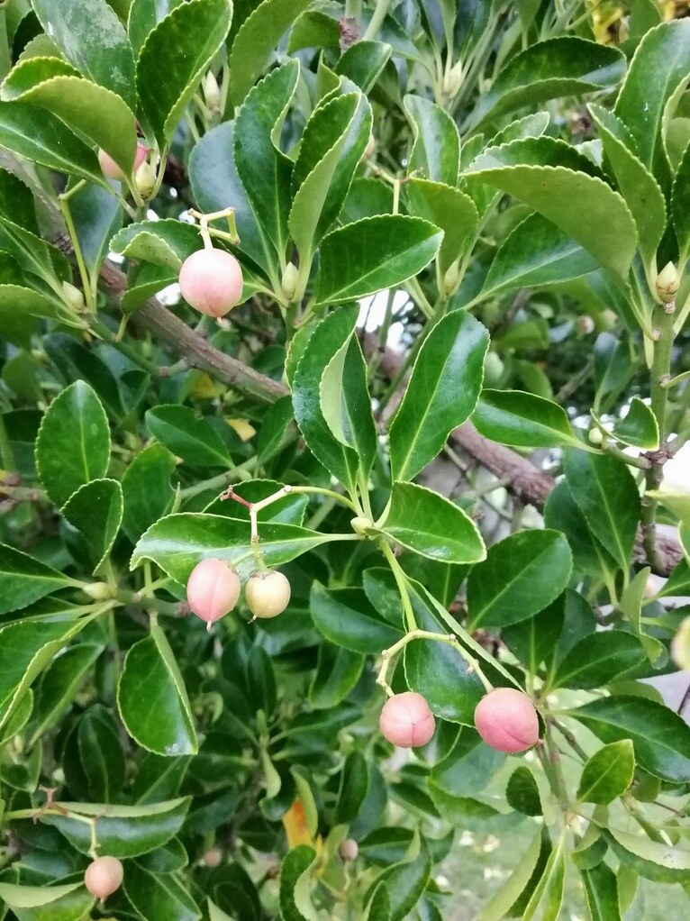사철나무 잎 마름 4