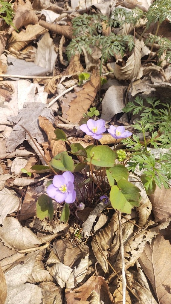 깽깽이풀 가격 3
