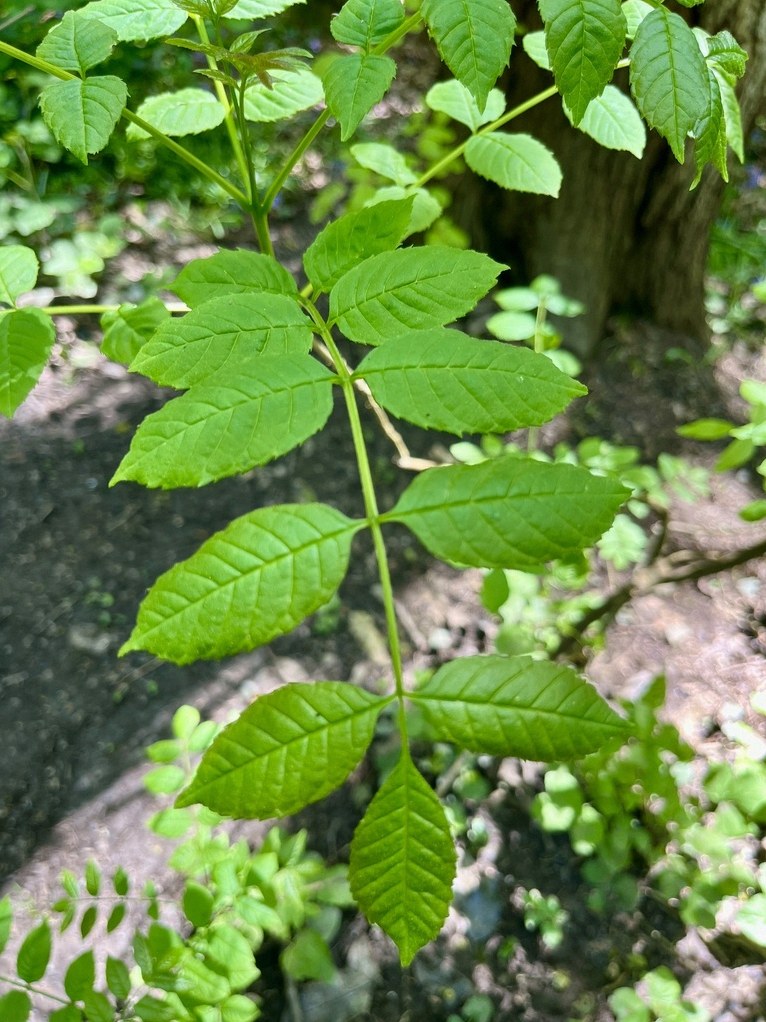 구주물푸레나무 4