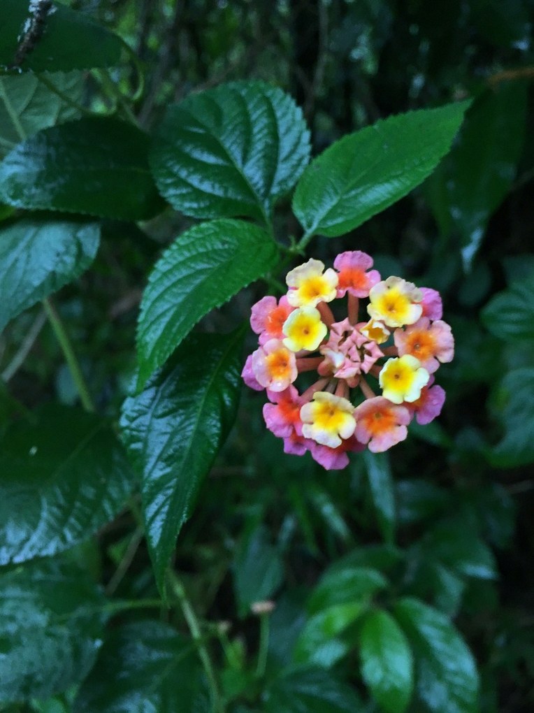 란타나 노지월동 6