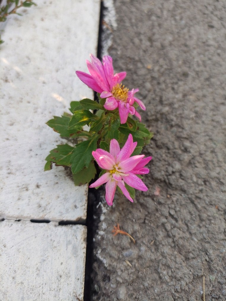 아스터 꽃말 6