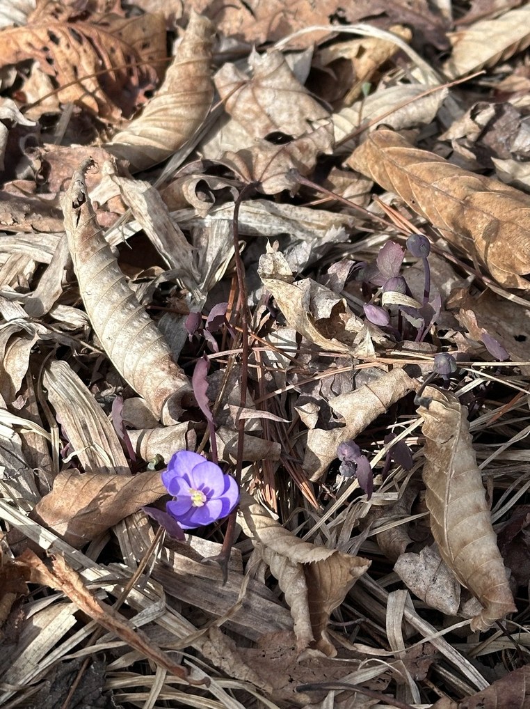 깽깽이풀 가격 4