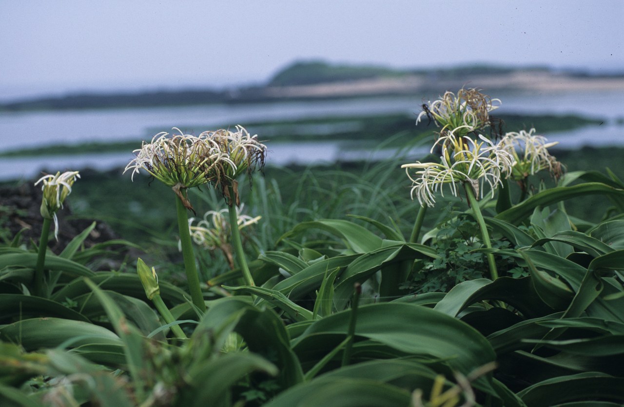 문주란 꽃말 5