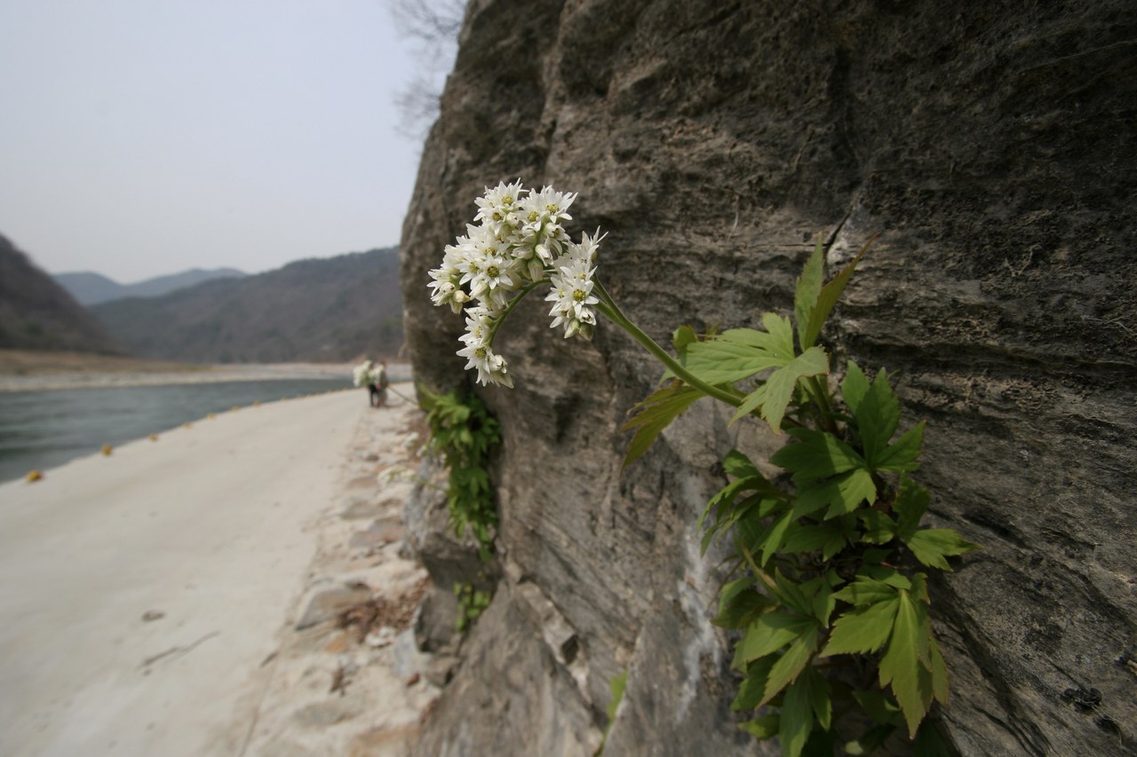 돌단풍 개화시기 6